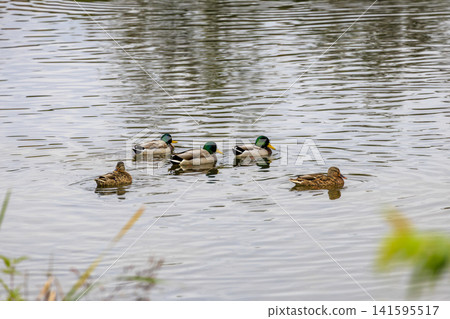 A late autumn scene at a reservoir: Mallard ducks swimming on the water's surface. 141595517