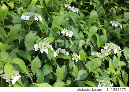 Yamah繡球花 Yamah繡球花 141595575