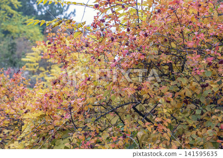 Wide View of Fragrant Sumac Shrub in Multicolored Autumn Foliage Wide View of Fragrant Sumac Shrub in Multicolored Autumn Foliage 141595635
