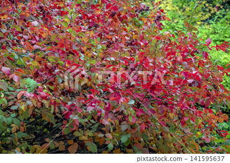 Bright Red Fragrant Sumac Shrub Against Green Garden Background Bright Red Fragrant Sumac Shrub Against Green Garden Background 141595637