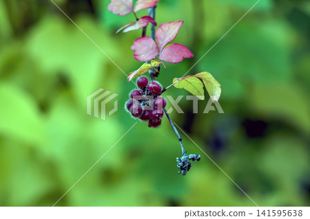 Fuzzy Red Fragrant Sumac Fruits with Natural Copy Space Fuzzy Red Fragrant Sumac Fruits with Natural Copy Space 141595638