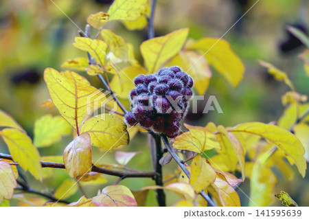 Detailed Cluster of Hairy Red Fragrant Sumac Fruits Detailed Cluster of Hairy Red Fragrant Sumac Fruits 141595639