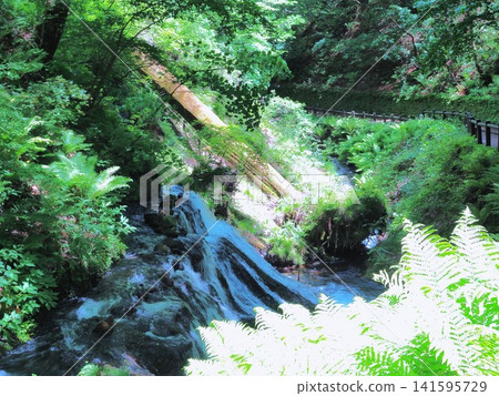 Shiraito Falls, Nagano Prefecture, beautiful with fresh greenery, May Shiraito Falls, Nagano Prefecture, beautiful with fresh greenery, May 141595729