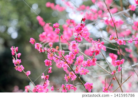 可愛的粉紅色梅花 可愛的粉紅色梅花 141595786