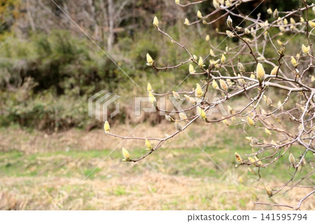 Refreshing white magnolia buds Refreshing white magnolia buds 141595794