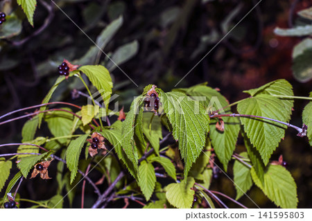 Arching Jetbead Branches with Red and Black Autumn Fruits Arching Jetbead Branches with Red and Black Autumn Fruits 141595803