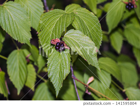 Mature Black Jetbead Fruits Surrounded by Veined Leaves Mature Black Jetbead Fruits Surrounded by Veined Leaves 141595804