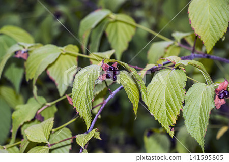 Black Jetbead Fruits on Arching Branch with Large Leaves Black Jetbead Fruits on Arching Branch with Large Leaves 141595805