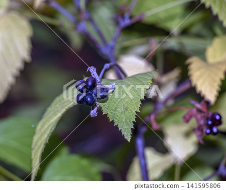 Glossy Black Jetbead Fruits Beside Serrated Green Leaf 141595806