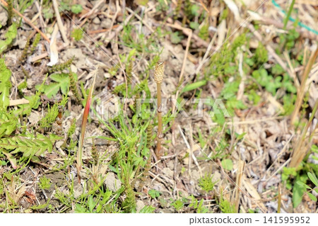 Spring - Horsetail Spring - Horsetail 141595952