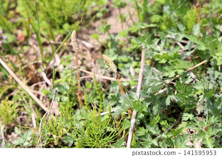 Spring - Horsetail Spring - Horsetail 141595953