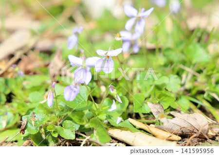 Cute violet flowers 141595956