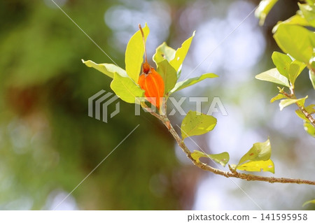 Cute Gardenia Fruit Cute Gardenia Fruit 141595958