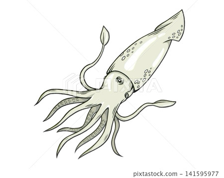 An illustration of a squid, a sea creature with 10 legs. An illustration of a squid, a sea creature with 10 legs. 141595977