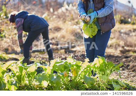 Two women harvesting winter vegetables Two women harvesting winter vegetables 141596026