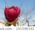 Photographs of the Magnolia flower's natural habitat 141596142