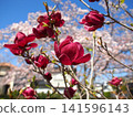 Photographs of the Magnolia flower's natural habitat 141596143