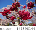 Photographs of the Magnolia flower's natural habitat 141596144