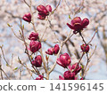 Photographs of the Magnolia flower's natural habitat 141596145