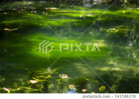 Fish Beneath Calm Green Water in a Natural Lake. Fish Beneath Calm Green Water in a Natural Lake. 141596178