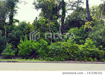 道路沿線的綠地 道路沿線的綠地 141596181