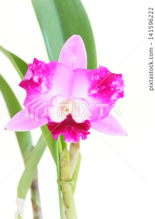 Cattleya, pink flower, bright background Cattleya, pink flower, bright background 141596222