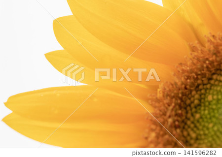 Macro photography of the yellow petals of a mini sunflower (17) 141596282
