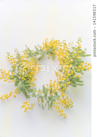 Studio photoshoot of a mimosa wreath 06 Studio photoshoot of a mimosa wreath 06 141596317