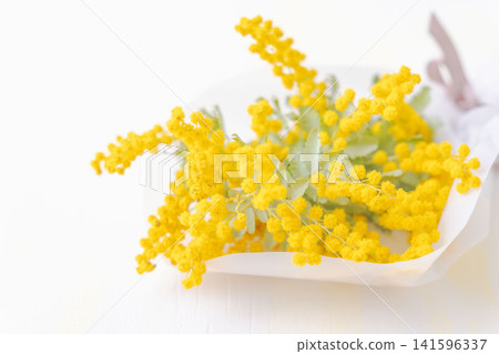 含羞草花束的影棚拍攝 11 含羞草花束的影棚拍攝 11 141596337