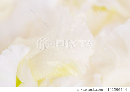 白色背景上的洋桔梗花水滴和白色花瓣的微距攝影 01 白色背景上的洋桔梗花水滴和白色花瓣的微距攝影 01 141596344