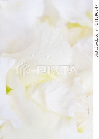 Macro photography of water droplets and white petals of Eustoma flowers against a white background 04 Macro photography of water droplets and white petals of Eustoma flowers against a white background 04 141596347