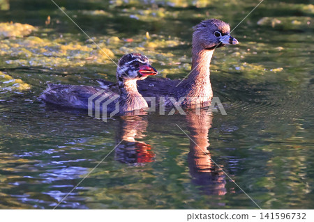 Pied-billed grebe mother with chicks floating on the lake water, Montreal, Canada Pied-billed grebe mother with chicks floating on the lake water, Montreal, Canada 141596732