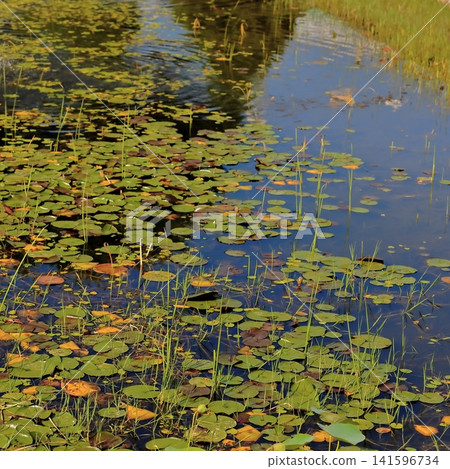 Green Water Lily Leaves Floating on a Calm Wetland Pond in Summer Sunlight Green Water Lily Leaves Floating on a Calm Wetland Pond in Summer Sunlight 141596734