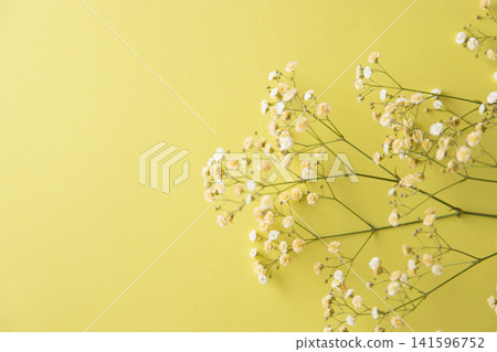 Yellow baby's breath Yellow baby's breath 141596752