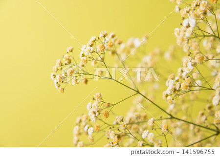 Yellow baby's breath Yellow baby's breath 141596755