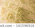 Cream-colored baby's breath Cream-colored baby's breath 141596918