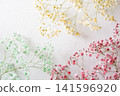 Colorful gypsophila Colorful gypsophila 141596920