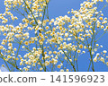 Sky and baby's breath Sky and baby's breath 141596923