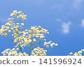 Sky and baby's breath Sky and baby's breath 141596924