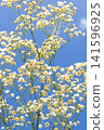 Sky and baby's breath Sky and baby's breath 141596925