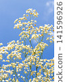 Sky and baby's breath Sky and baby's breath 141596926