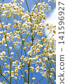 Sky and baby's breath Sky and baby's breath 141596927