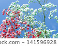 Sky and baby's breath Sky and baby's breath 141596928
