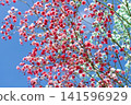 Sky and baby's breath Sky and baby's breath 141596929