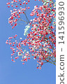 Sky and baby's breath Sky and baby's breath 141596930