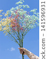 Sky and baby's breath Sky and baby's breath 141596931