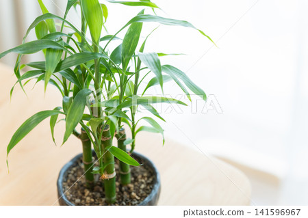 Silver-leaved tree (a type of ornamental plant) Silver-leaved tree (a type of ornamental plant) 141596967