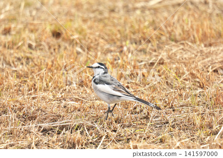 【野鳥：白鶺鴒】 141597000