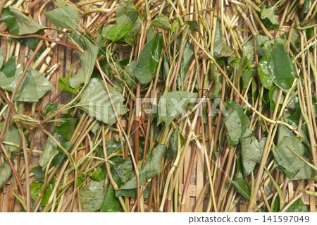 Freshly harvested fish mints on a bamboo mat Freshly harvested fish mints on a bamboo mat 141597049