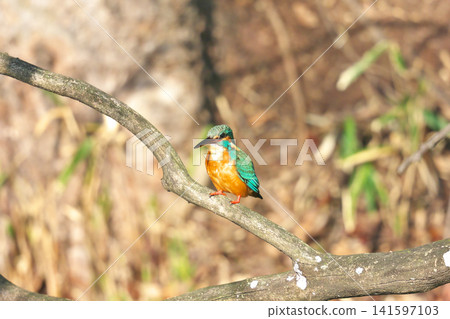 [Wild bird: Kingfisher] 141597103